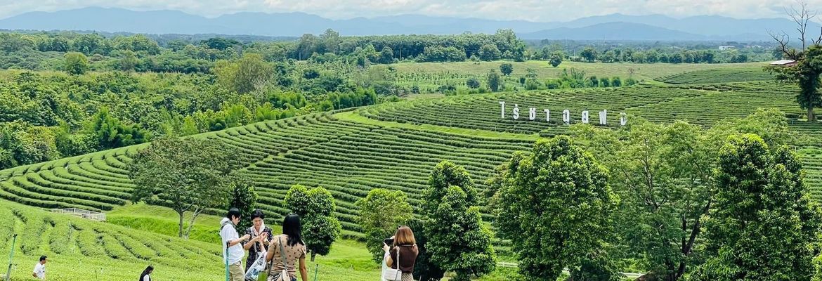 justfly choui pong tea plantation chiang rai thailand