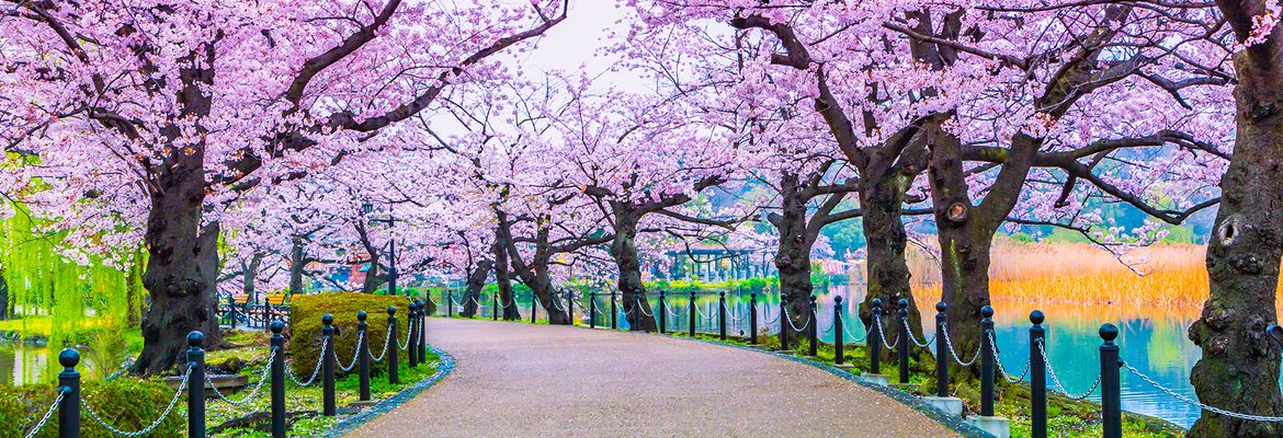 Khám phá Kyoto những địa điểm ngắm hoa anh đào đẹp ở kyoto trong mùa hoa thắm tình duyên