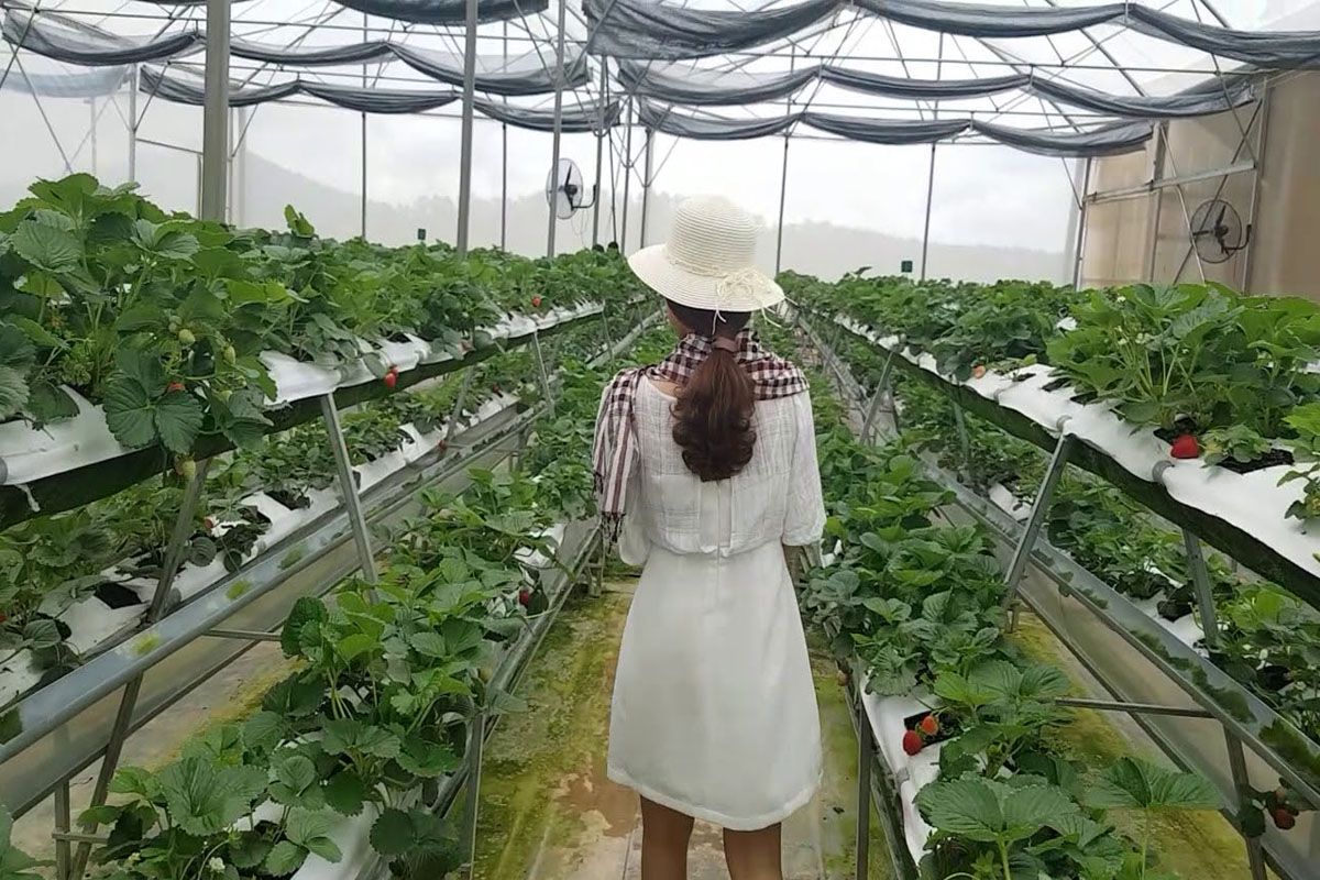 Vườn dâu Thắng Thịnh Đà Lạt