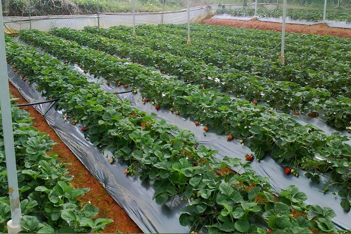 Vườn dâu Hiệp Lực Đà Lạt 