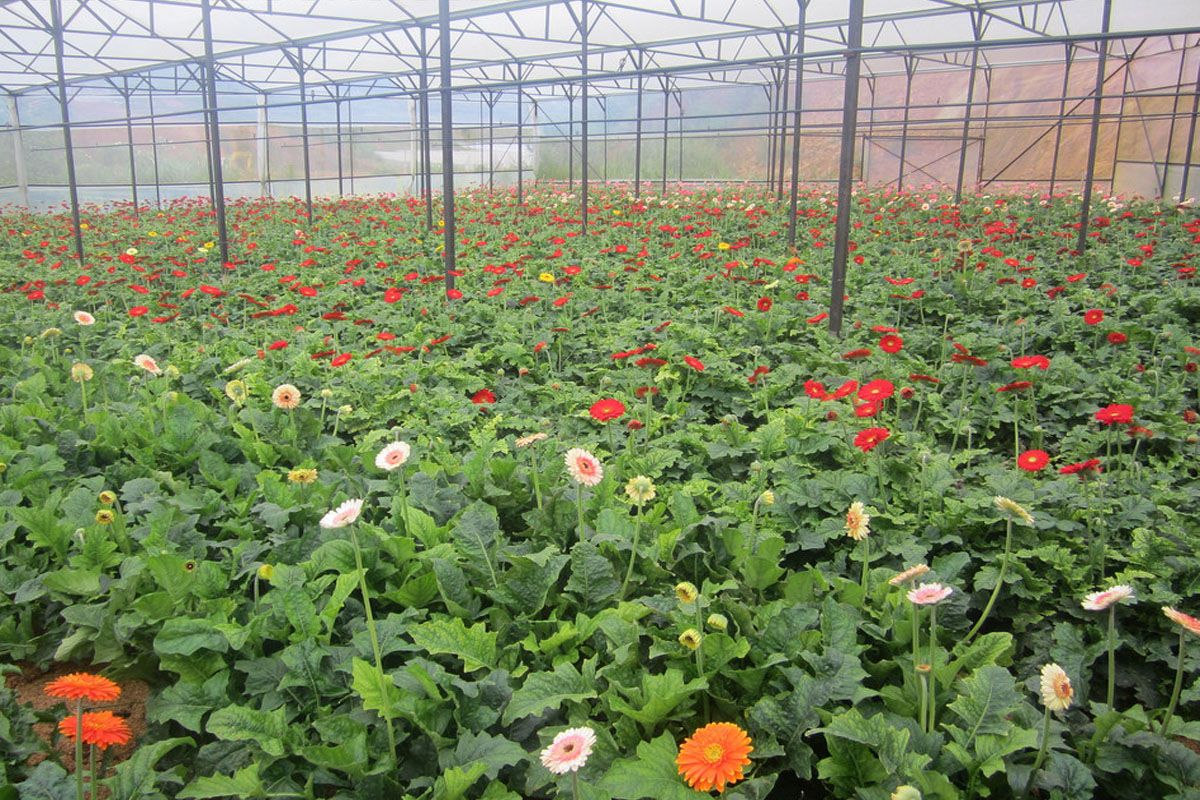 Vườn dâu tây chú Hùng 