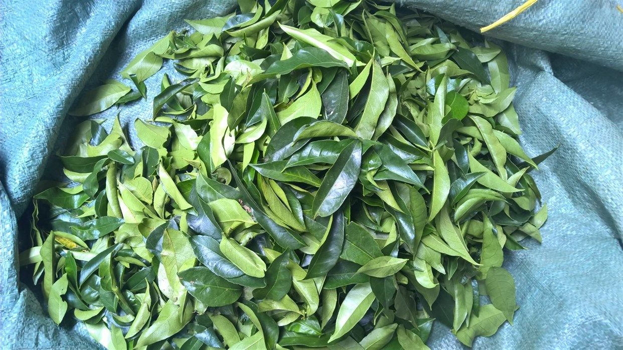 Nhiều người vẫn còn bối rối không biết lá mắc mật như thế nào đâu nhé