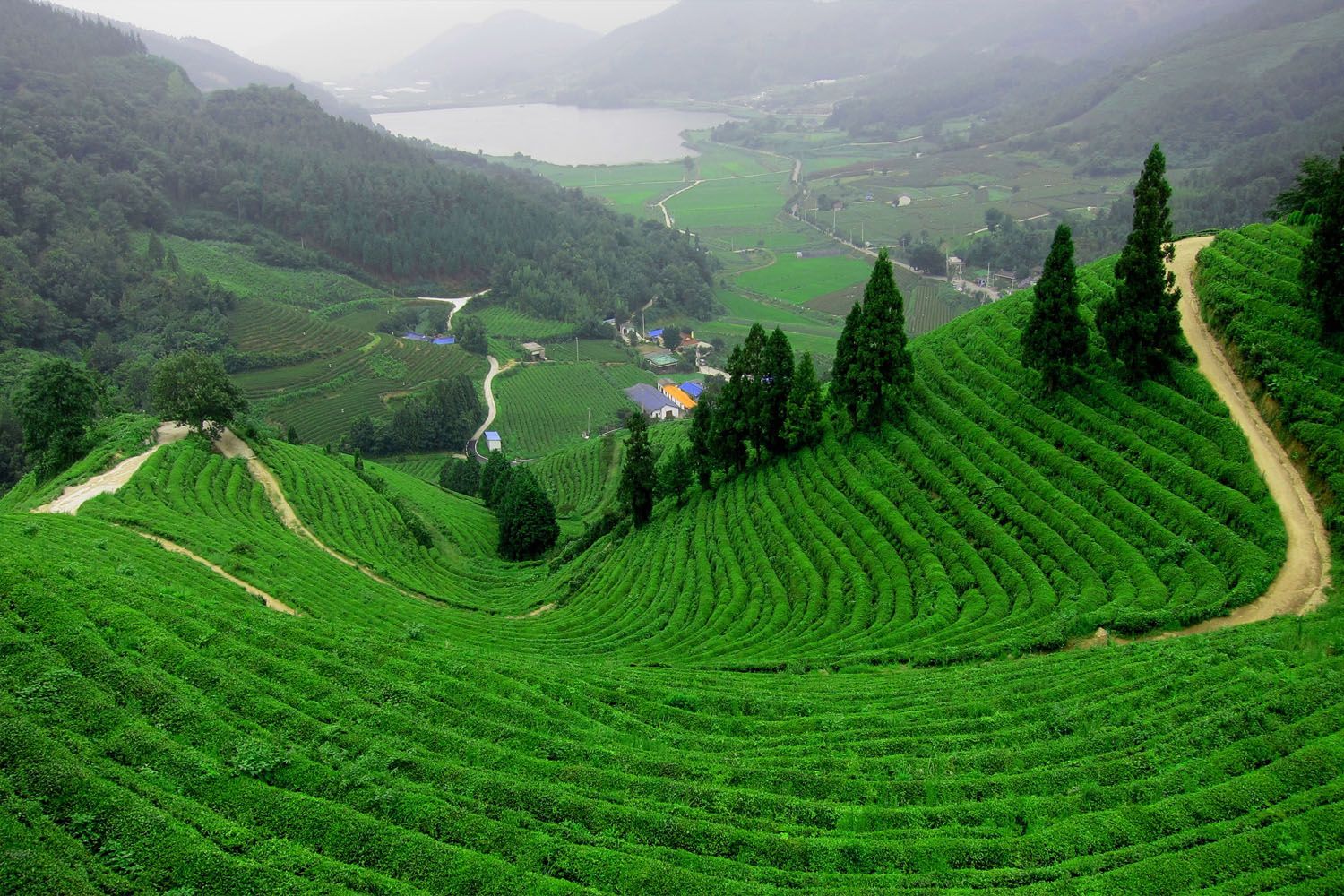 Cánh đồng trà xanh Boseong