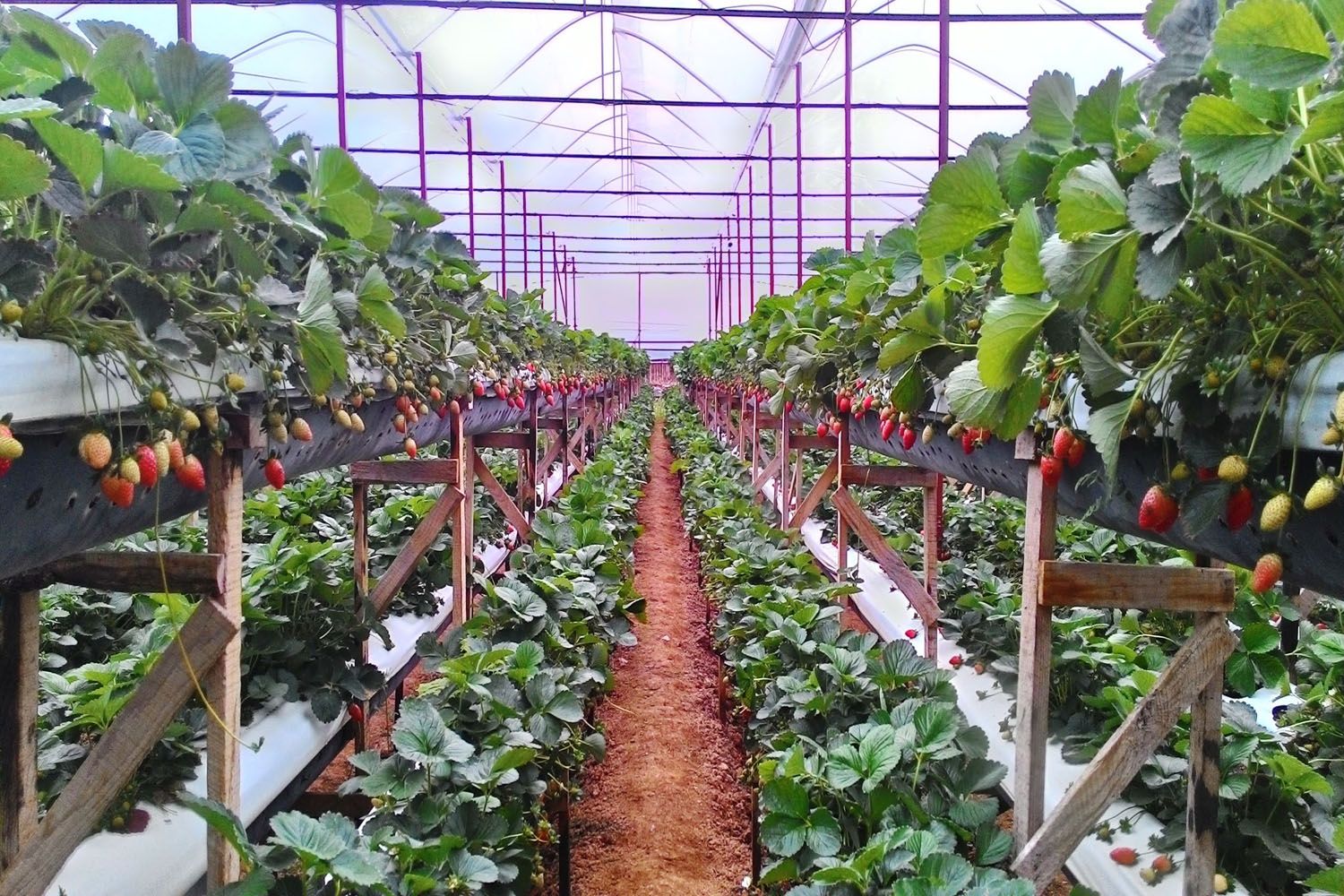 Vườn dâu sinh học Tùng Nguyên