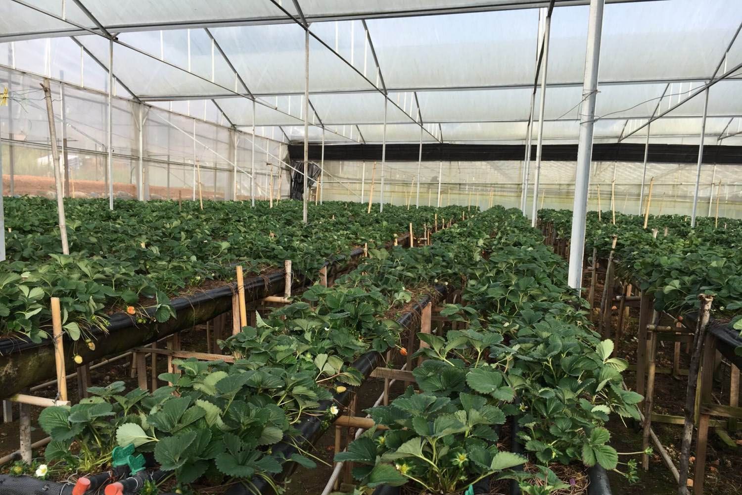 Vườn dâu Trí Đức Đà Lạt