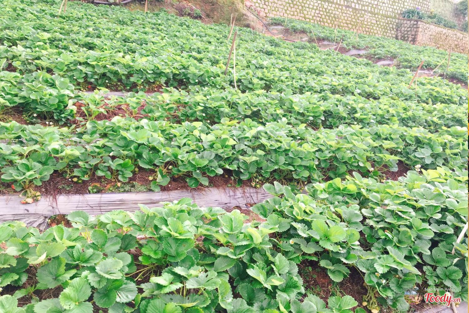 Vườn dâu 88 
