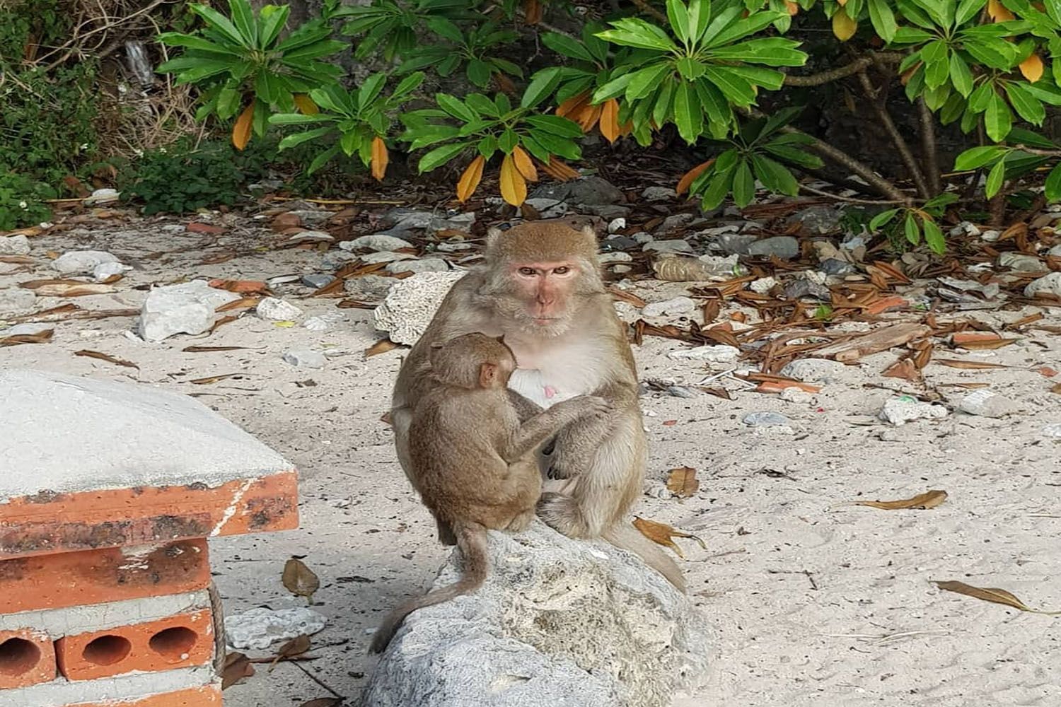 Loài khỉ ở rừng Cát Bà (ảnh: brandonthoma1 | instagram)