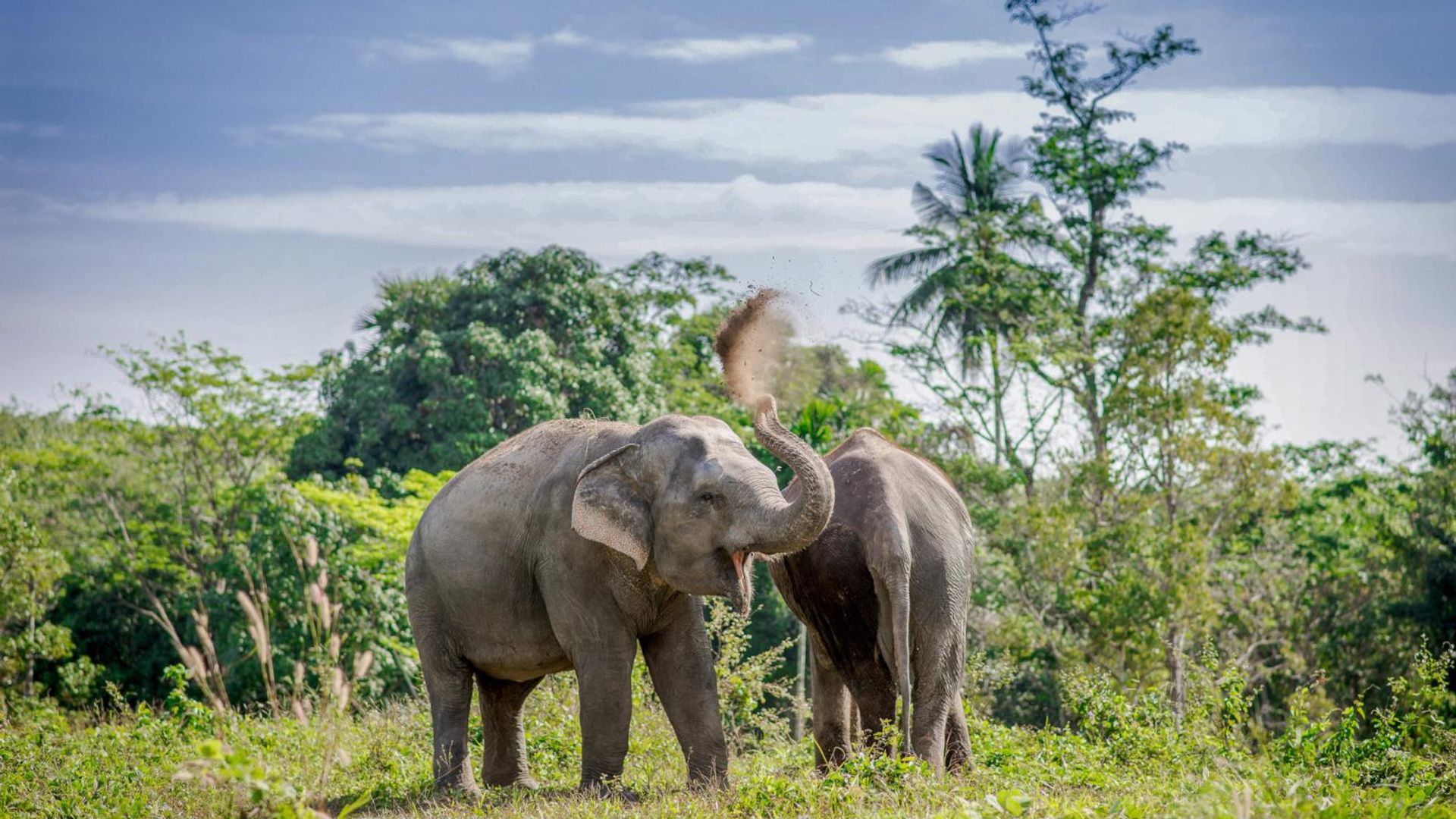 Khu bảo tồn voi Phuket