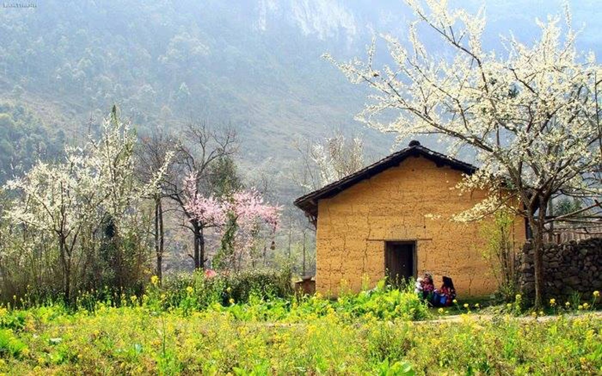 Hà Giang mùa xuân với sắc đào hồng ửng, sắc mận trắng tinh