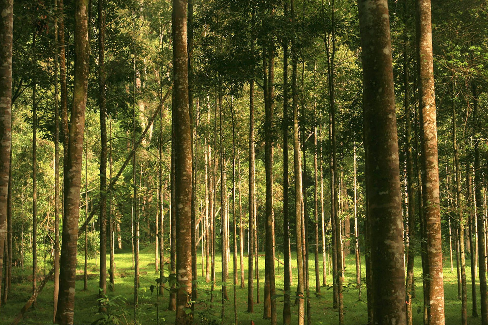  Viện nghiên cứu rừng Malaysia
