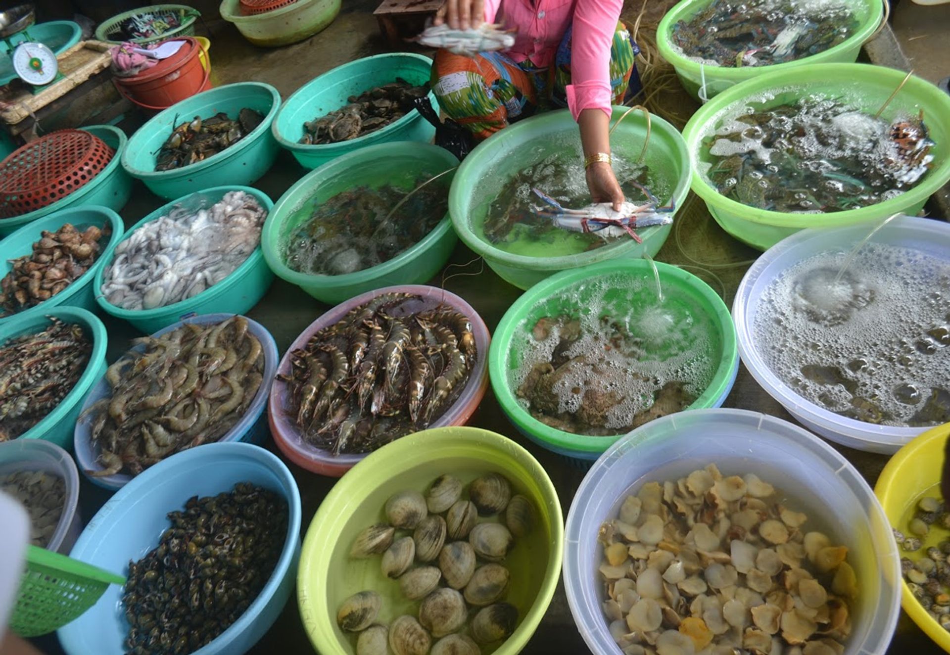 Hai Phong fresh seafood market