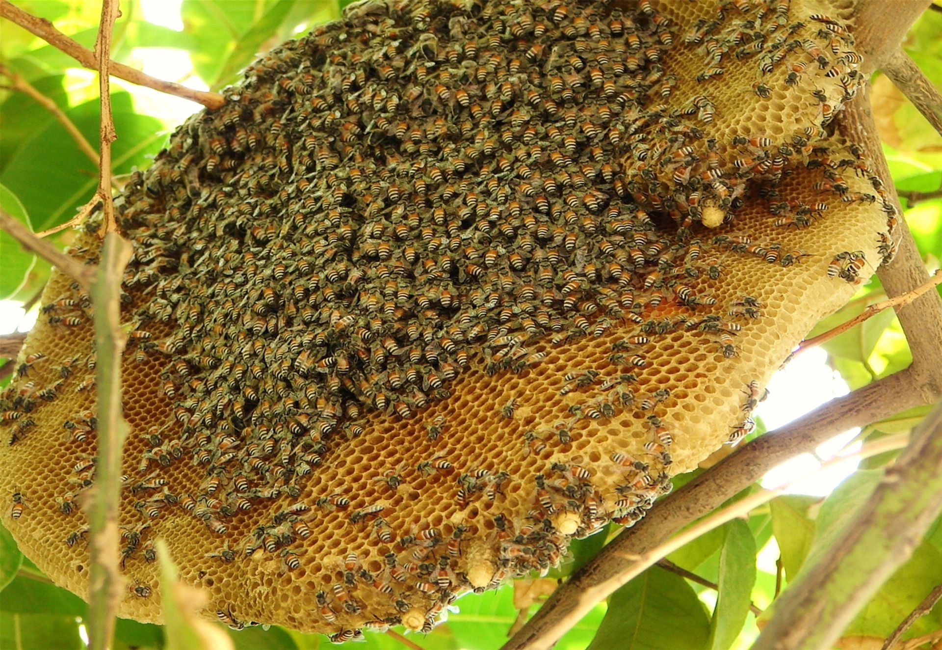 Tổ ong rừng