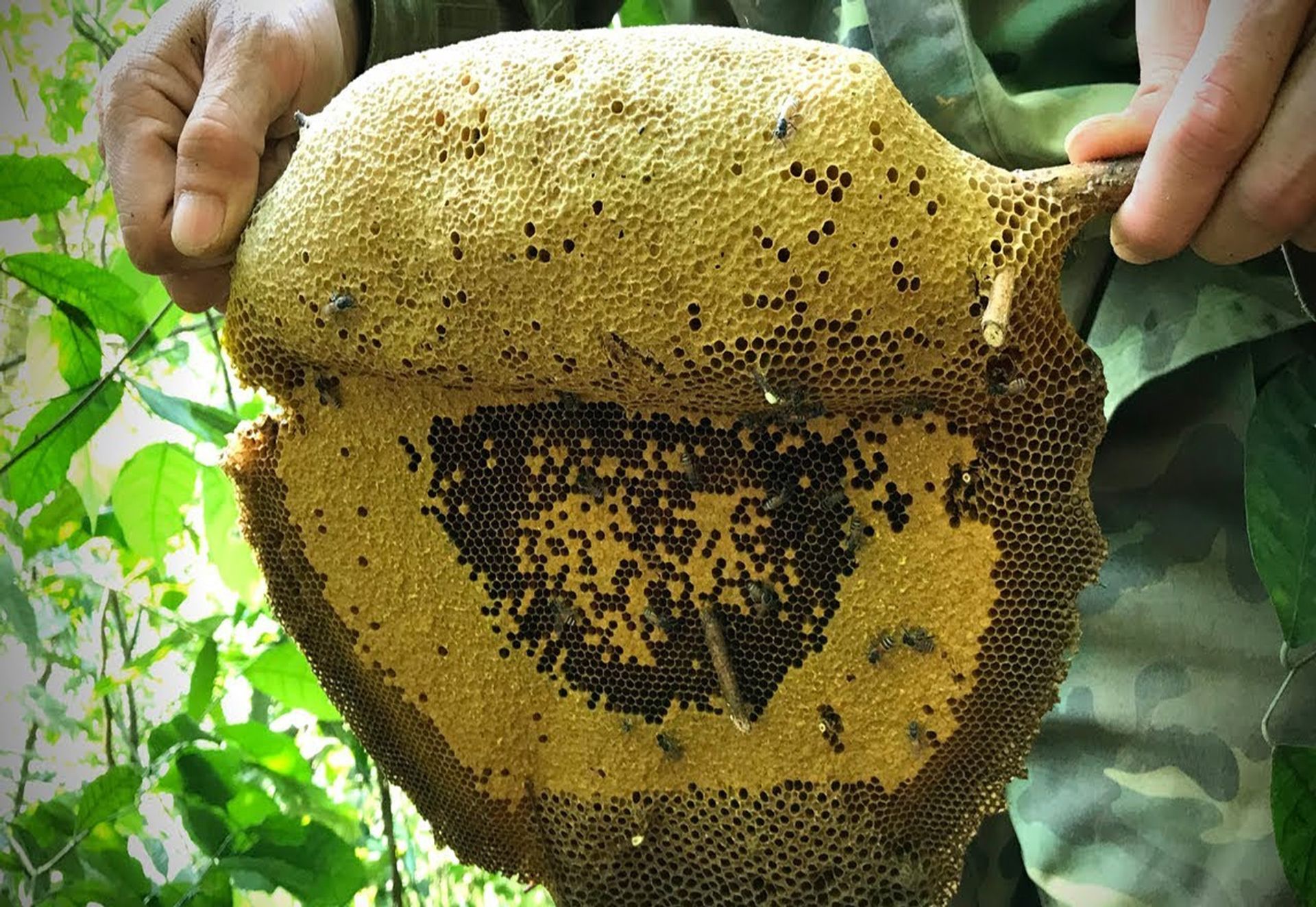 Mật ong rừng Cát Bà được thu hoạch vô cùng tự nhiên