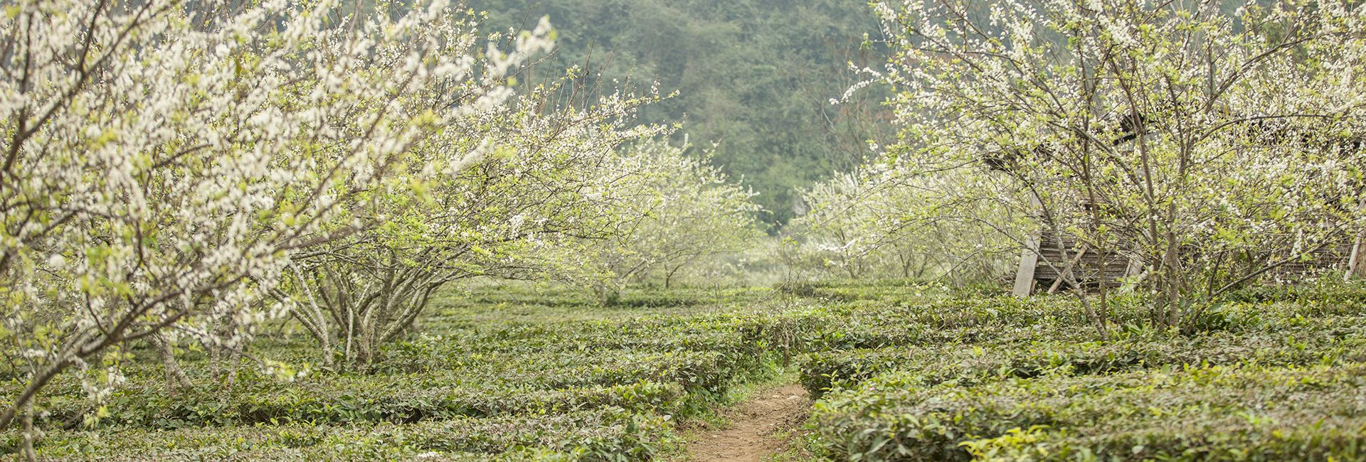Thiên đường mơ Mộc Châu