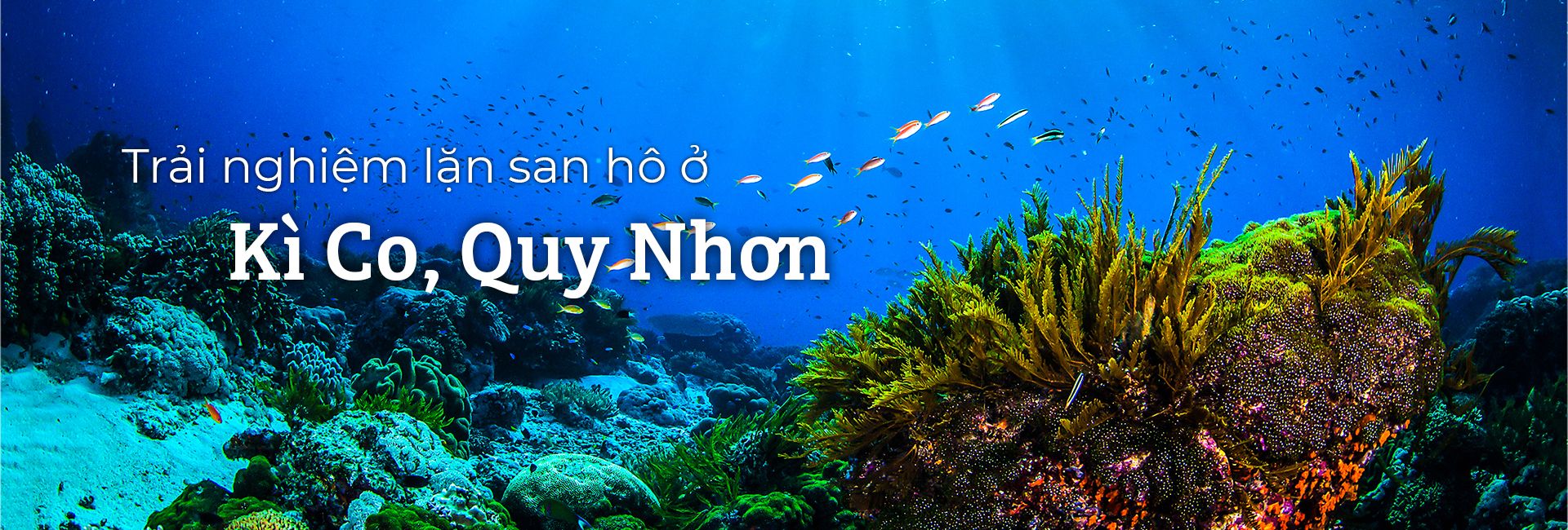 Kinh nghiệm lặn san hô an toàn ở Kỳ Co, Quy Nhơn