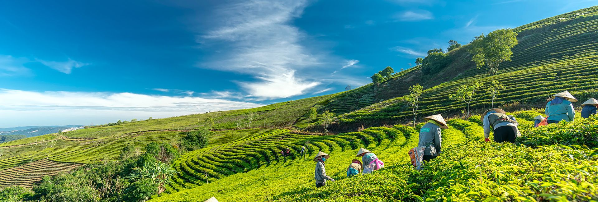 Khám phá Đồi chè Cầu Đất Đà Lạt - Điểm du lịch hấp dẫn năm 2020