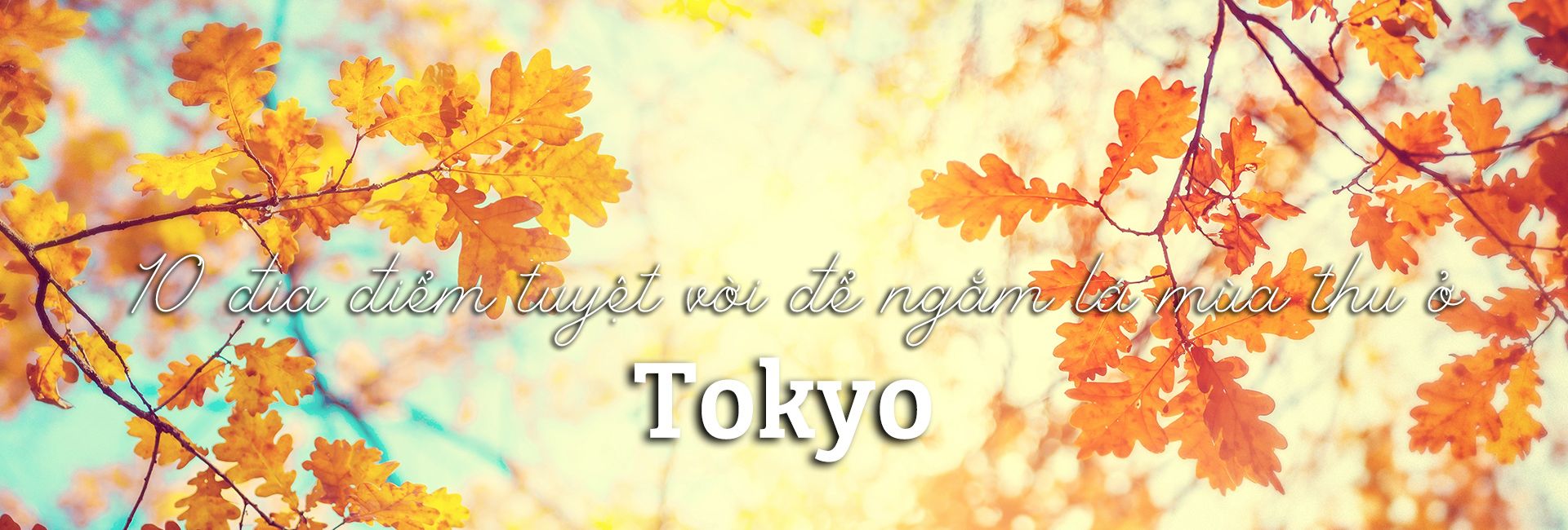 Top 10 địa điểm tuyệt vời để ngắm lá mùa thu ở Tokyo