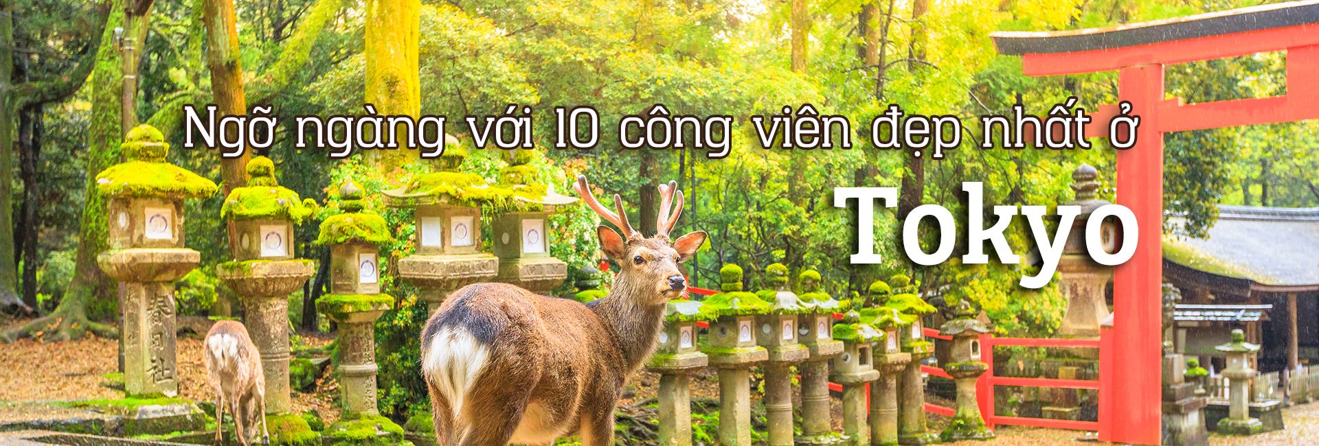 Ngỡ ngàng với 10 công viên đẹp nhất ở Tokyo, Nhật Bản