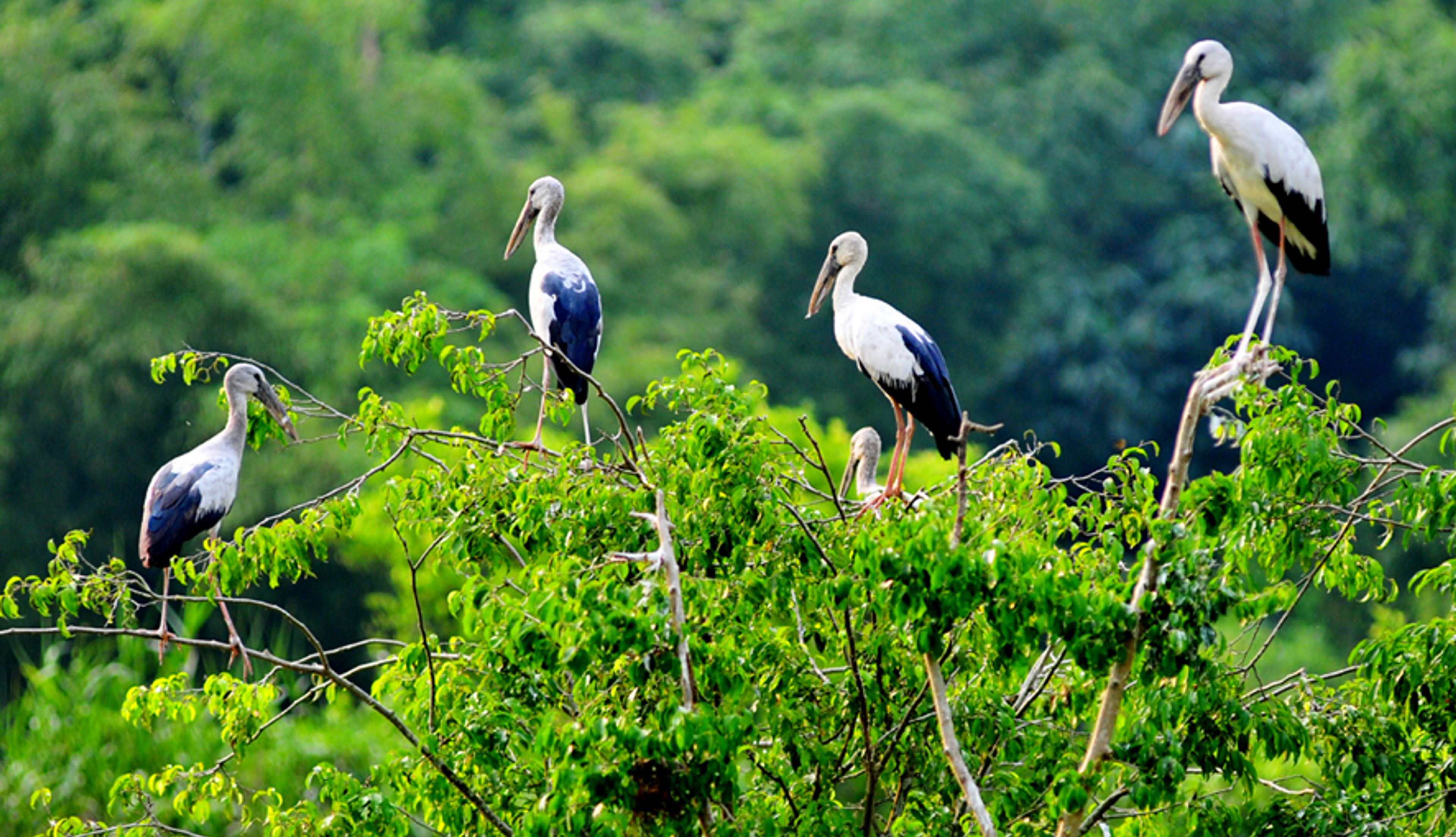 justfly thung nham bird park ninh binh