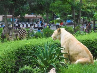 justfly khao kheow open zoo thailand