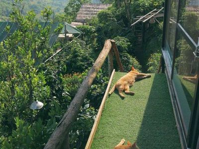 cu tren cay to cu nho da lat