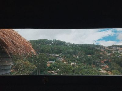 cu tren cay to dai bang lon da lat