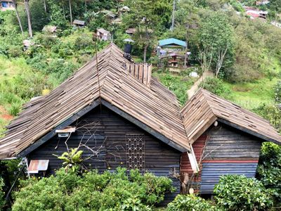 cu tren cay to dai bang lon da lat