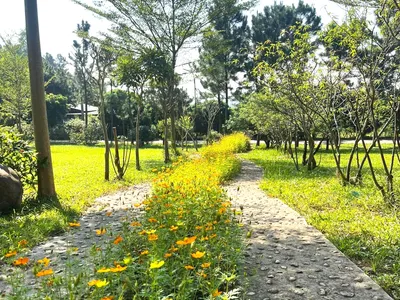 justfly pine 1 pine garden soc son