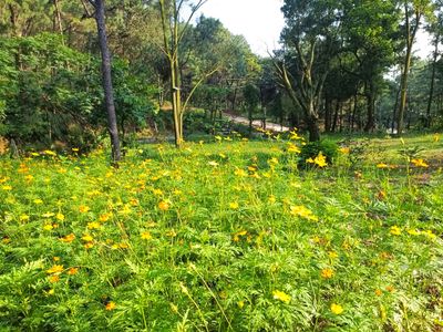 justfly mei homestay soc son