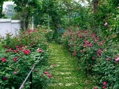 justfly bin garden villa soc son