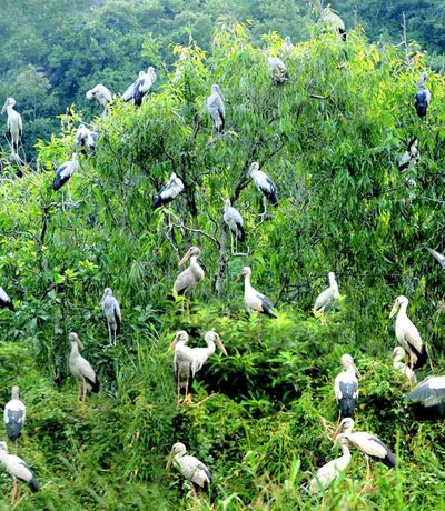 justfly thung nham bird park ninh binh