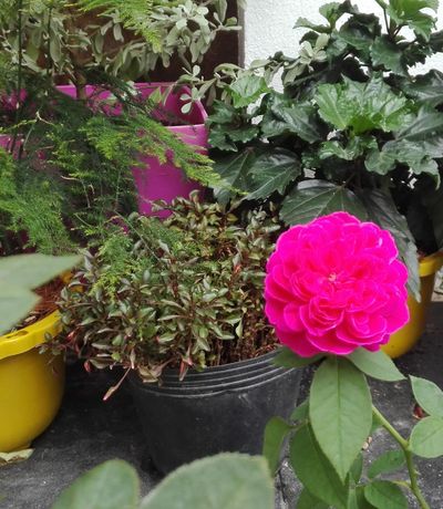 rose garden homestay da nang
