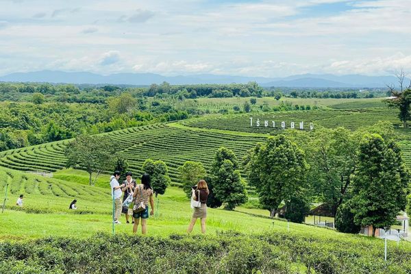 justfly choui pong tea plantation chiang rai thailand