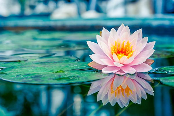 Hướng dẫn khám phá trọn vẹn Quận 9: ăn gì, chơi ở đâu?