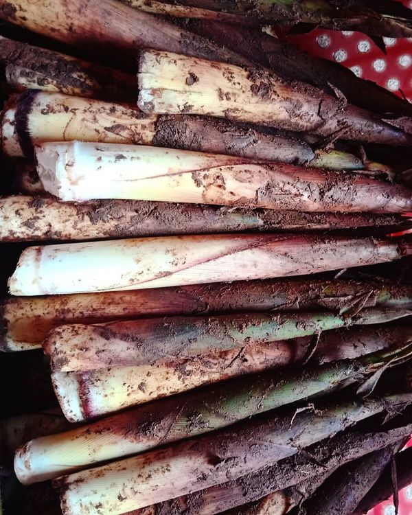 Bitter bamboo shoots Hoa Binh Famous Specialty VIETNAM DESTINATIONS