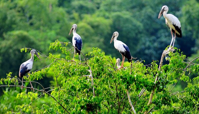 justfly thung nham bird park ninh binh
