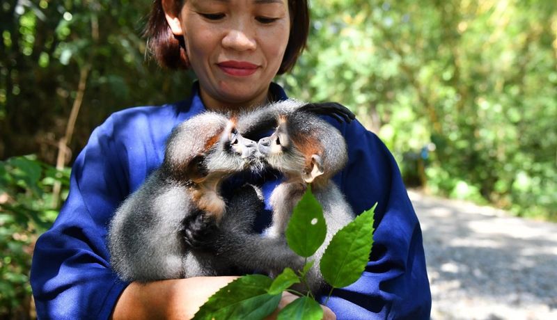 cuc phuong nation park ninh binh 