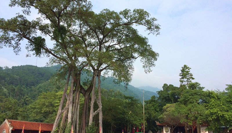den thong tam dao 
