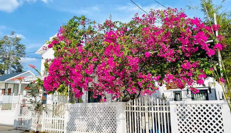 the little corner homestay phu quoc