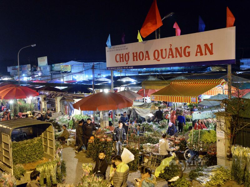 justfly cho hoa quang ba hanoi