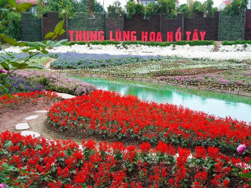 justfly thung lung hoa ho tay hanoi
