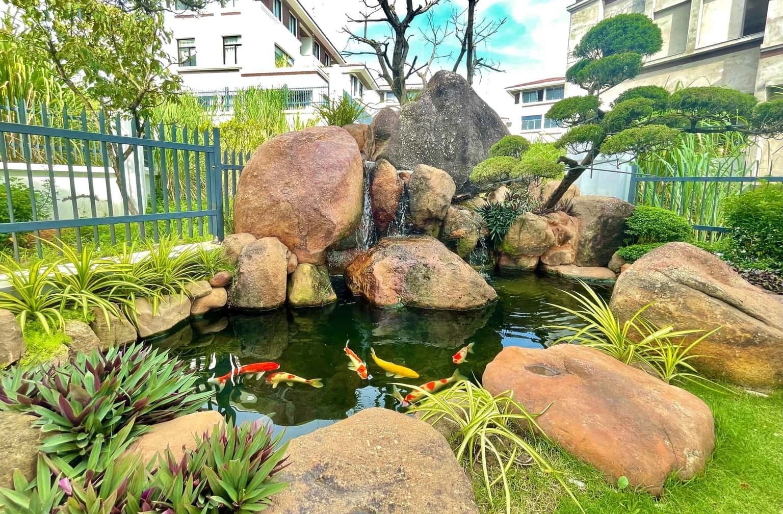 Koi pond