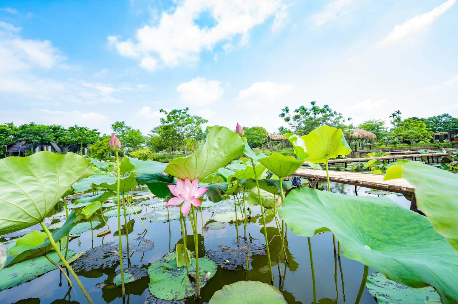 lotus villa ba vi 