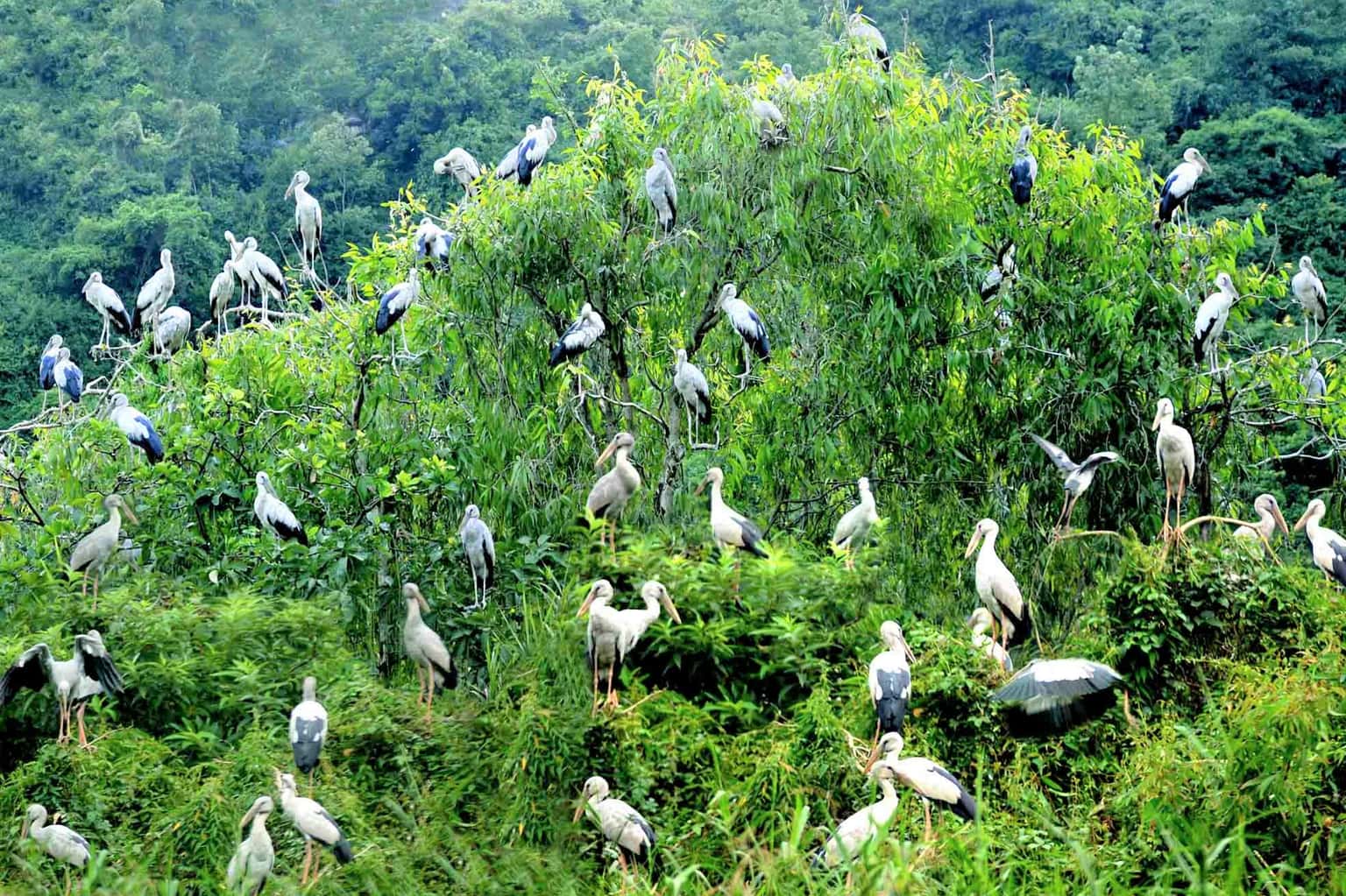 justfly thung nham bird park ninh binh