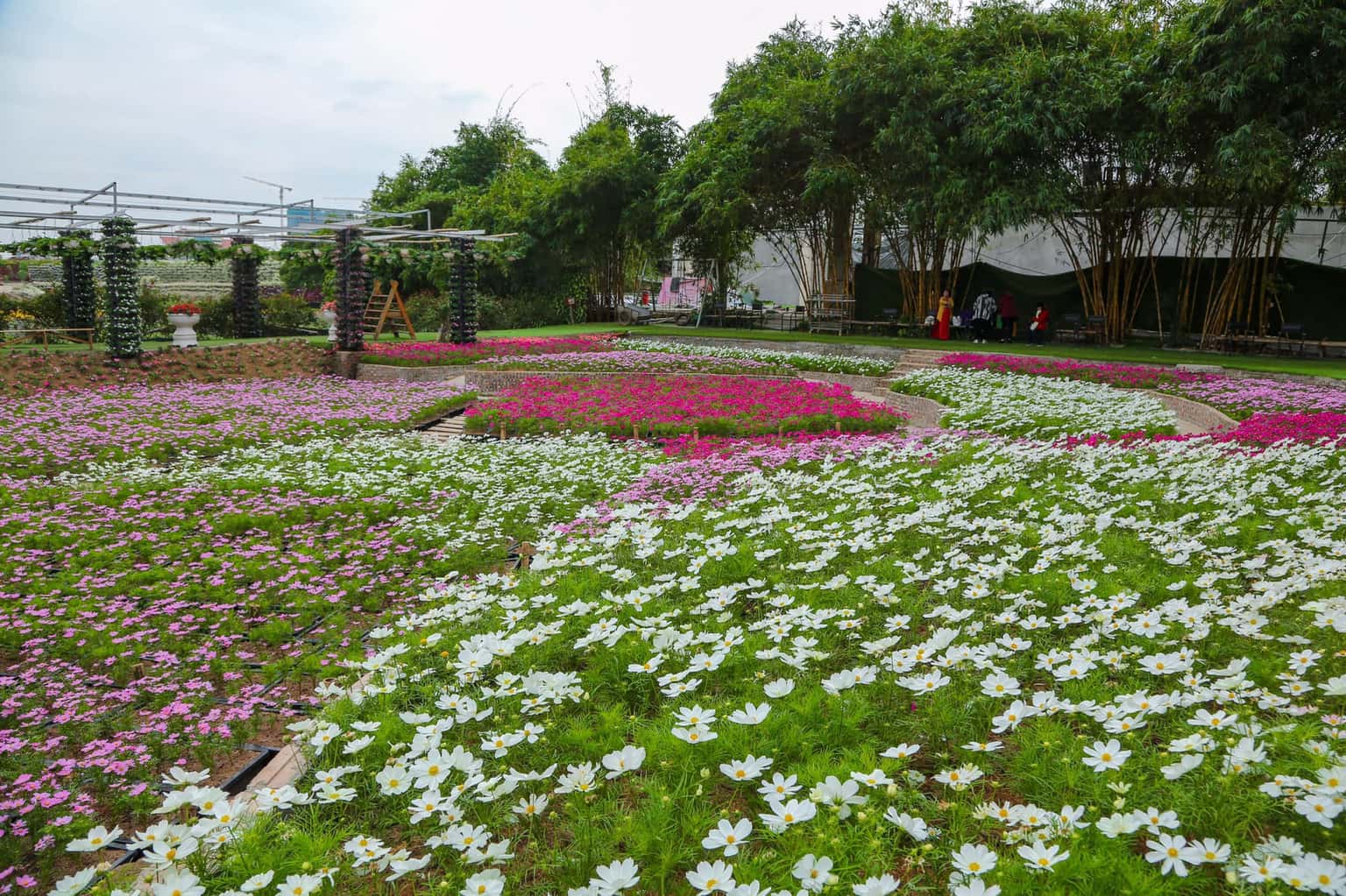 thung lung hoa ho tay tay ho dia diem du lich ha noi atthan70