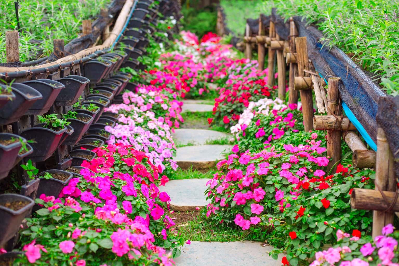 justfly thung lung hoa ho tay hanoi
