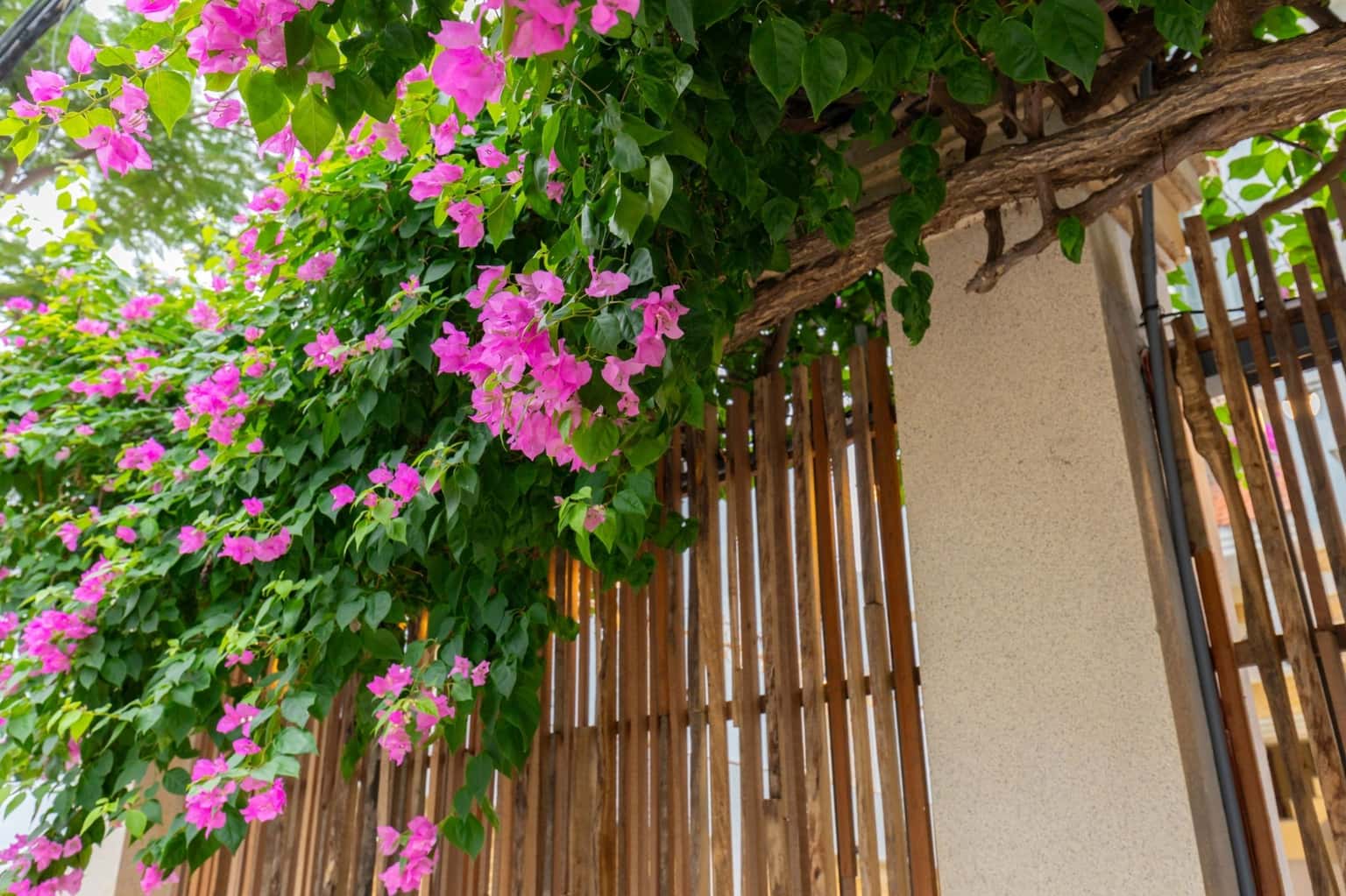 Fira Villa 4 - A40 Trần Thượng Xuyên, Vũng Tàu — ảnh 18