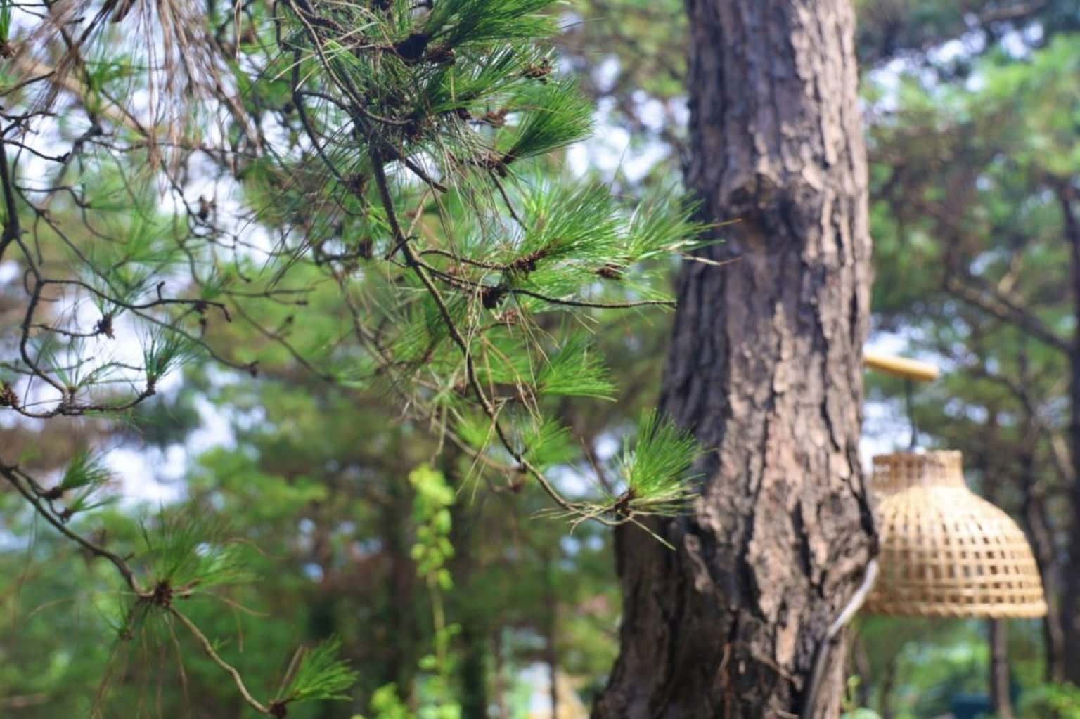 Pine 3 (Ruby Retreat) at Hồ Đồng Đò, Sóc Sơn — photo 36