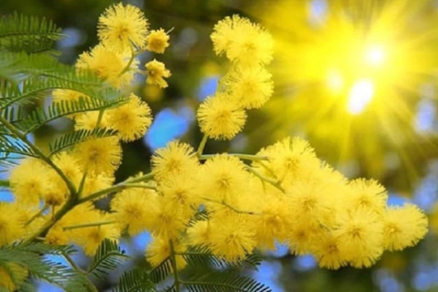 Đèo Mimosa — ảnh 2