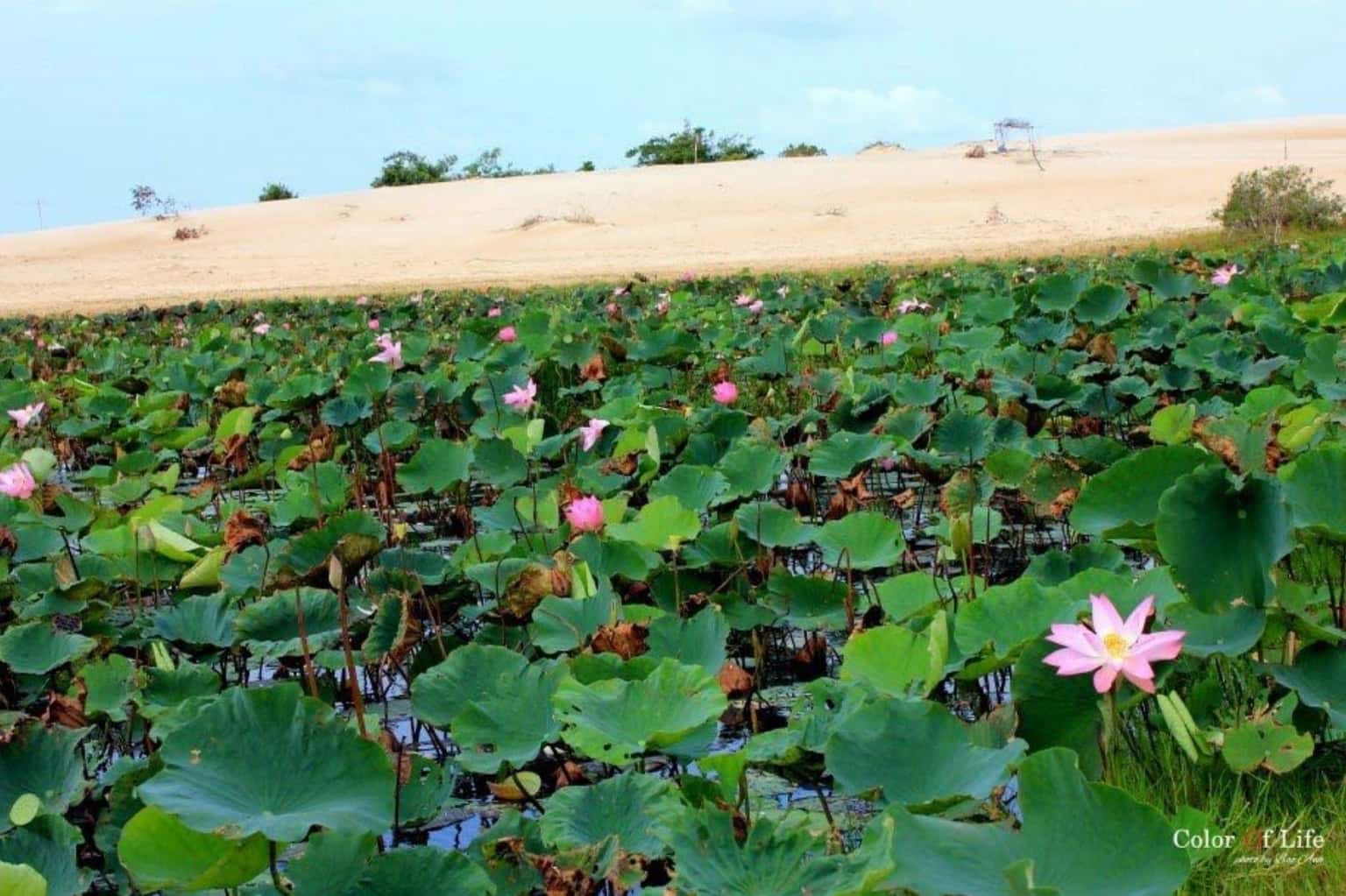 Bàu Trắng - Bàu Sen (White Sand Dunes) — photo 24